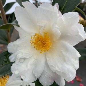 Camellia sasanqua Cold Hardy Elaine Lee