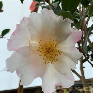 Camellia sasanqua Daydream