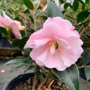 Camellia sasanqua Jean May