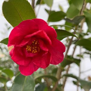 Camellia sasanqua Red Bird