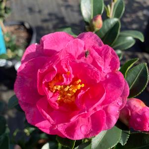Camellia sasanqua Stephanie Gold