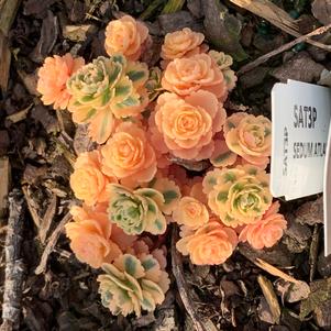 Sedum atlantis 