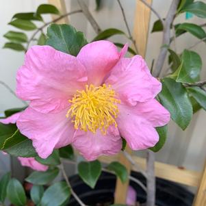 Camellia sasanqua Winter's Star