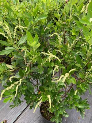 Clethra alnifolia Einstein®(PP27950) 