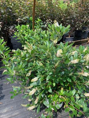 Clethra alnifolia Vanilla Spice®(PP21589) 