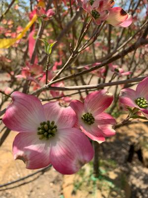 Cornus florida Rubra Pink