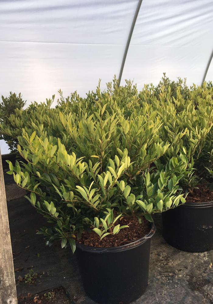 Distylium myricoides Blue Cascade