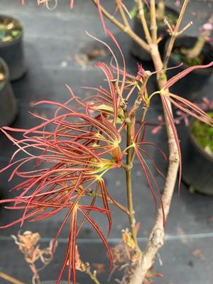 Acer palmatum Ginshi