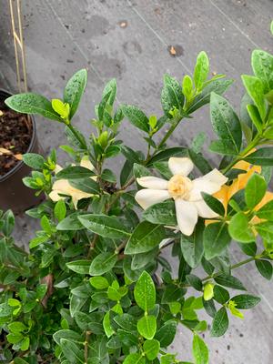 Gardenia jasminoides Jubilation™ (Pp21983)