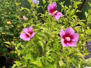 Hibiscus syriacus Purple Pillar® (PP25568) 