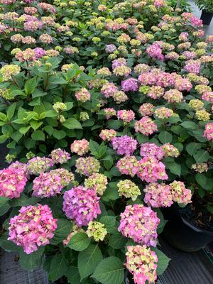Hydrangea macrophylla Endless Summer® Bloomstruck® (PP25566) 