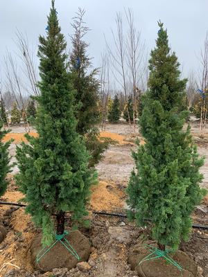 Juniperus chinensis Iowa