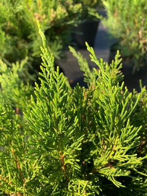 Juniperus x pfitzeriana (chinensis) Sea Green