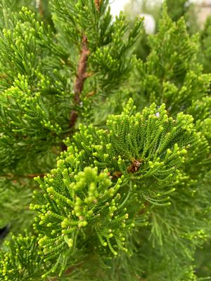 Juniperus chinensis Torulosa Hollywood