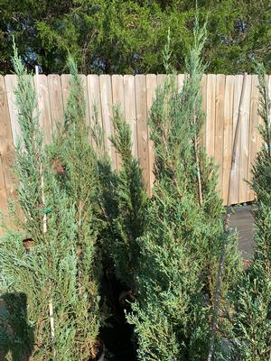 Juniperus scopulorium Skyrocket
