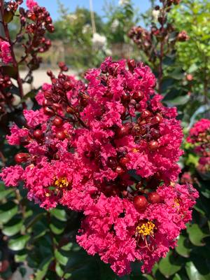 Lagerstroemia indica Pink Velour