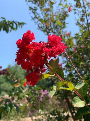 Lagerstroemia indica Red Rocket