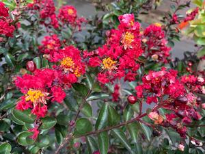 Lagerstroemia indica Tightwad Red