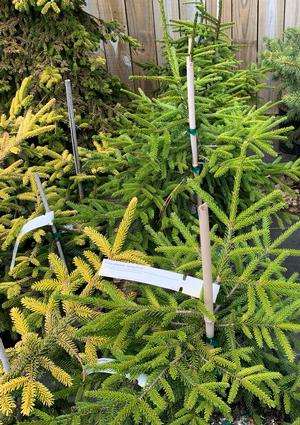 Picea orientalis Spring Frost