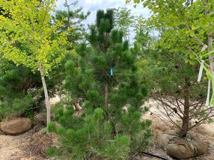 Pinus thunbergii 