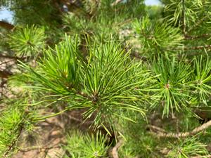 Pinus virginiana 