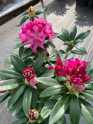 Rhododendron Holden