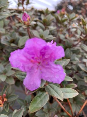 Rhododendron Purple Gem