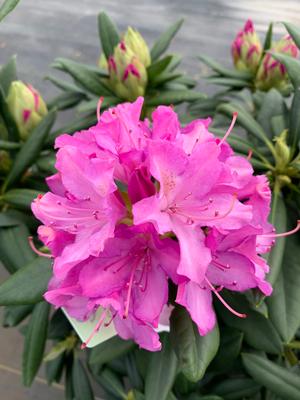 Rhododendron Roseum Pink