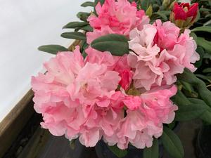 Rhododendron Yaku Princess