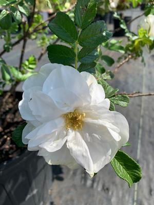 Rosa Rugosa Blanc De Coubert