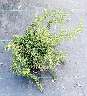 ROSEMARY OFFICINALIS PROSTRATE