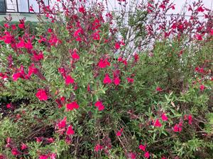 Salvia greggii Furman's Red