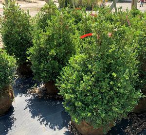 Buxus microphylla Green Beauty