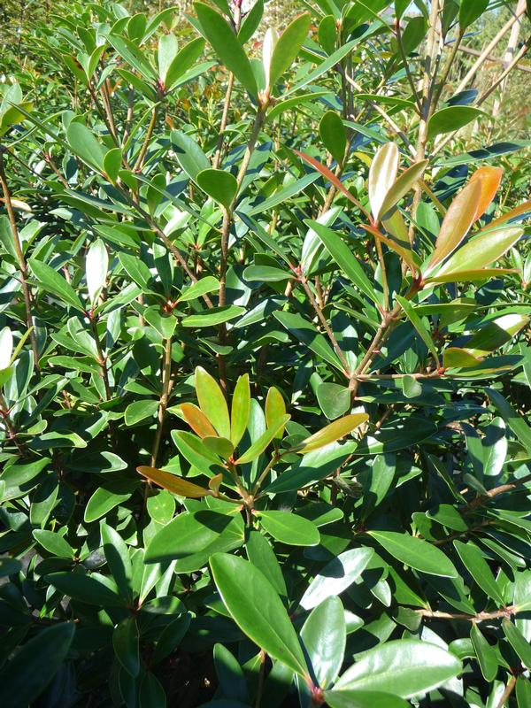 Cleyera japonica 