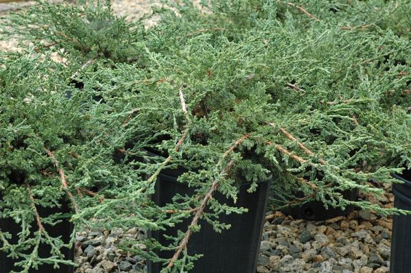 Juniperus chinensis Sargentii