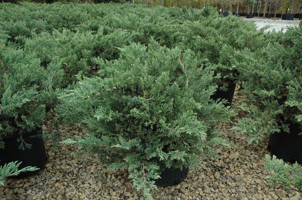 Juniperus davurica Expansa ('Parsonii')