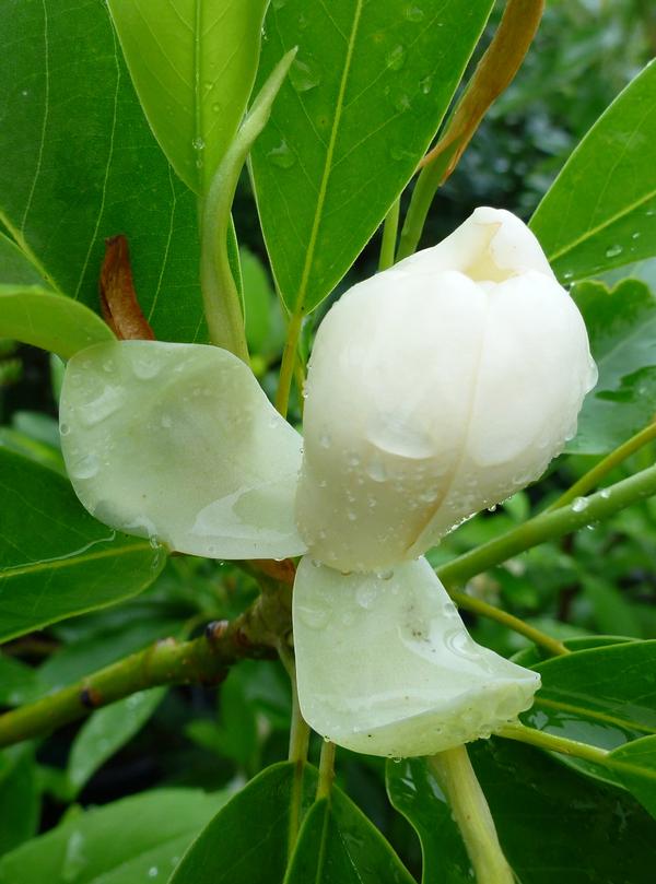 Magnolia virginiana Moonglow
