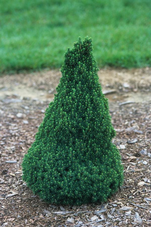 Picea glauca Jean's Dilly