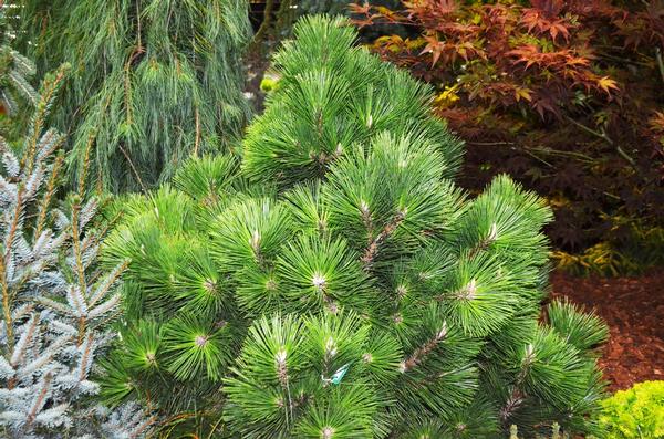 Pinus thunbergii Thunderhead