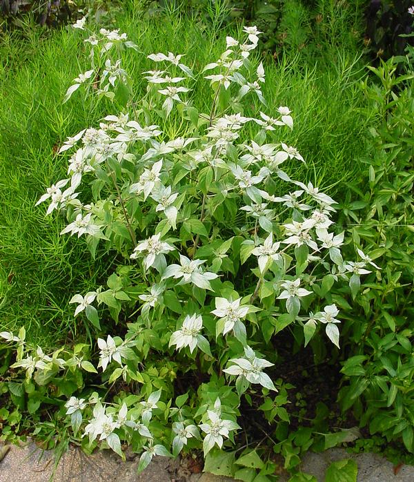 Pycnanthemum muticum 