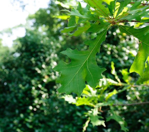 Quercus lyrata 