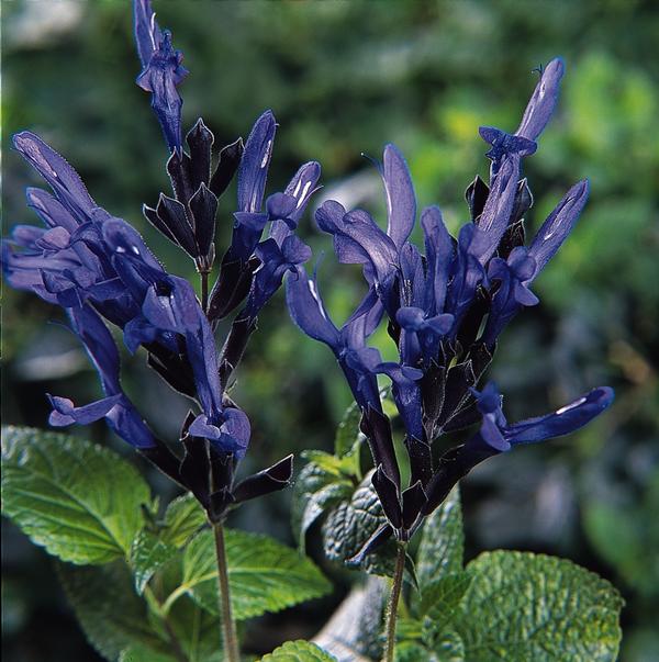 Salvia guaranitica Black & Blue