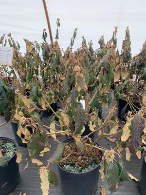 Viburnum rhytidophyllum Cree