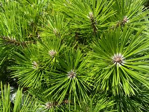 Pinus densiflora Vibrant