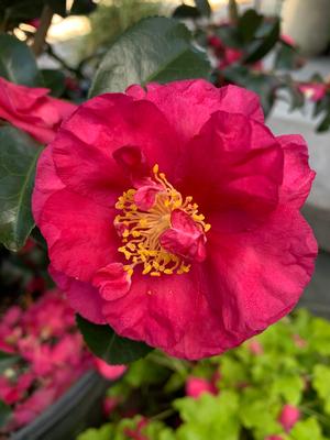 Camellia sasanqua Alabama Beauty™ 