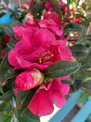 Camellia sasanqua October Magic® Ruby 