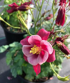 Aquilegia vulgaris Winky Rose