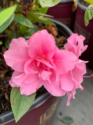 Azalea-Rhododendron Encore®Autumn Carnation®PP15339 Carnation™