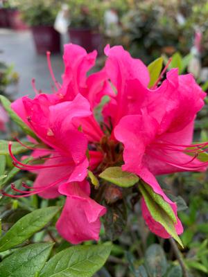 Azalea-Rhododendron Encore® Autumn Carnvial® 