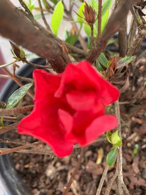 Azalea-Rhododendron Encore®Autumn Fire®PP28279 
